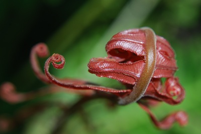 Fern from Above