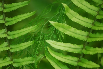 Fern from Above